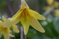 erythronium
