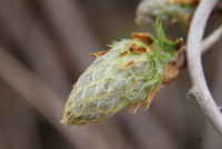 bud