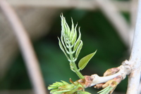 bud