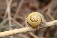 snail