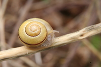 snail