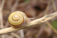snail
