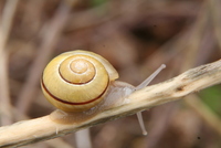 snail