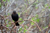cowbird