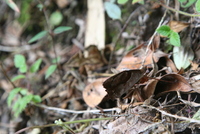 winaywayna