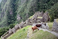 winaywayna