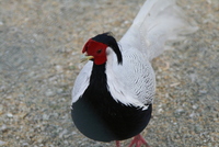 Sibiu zoo