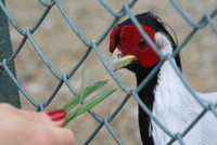 Sibiu zoo 