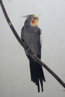 Sibiu zoo