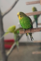 Sibiu zoo 