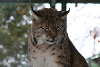 Sibiu zoo 