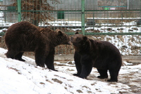 Sibiu zoo 