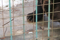 Sibiu zoo