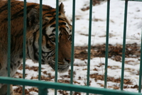 Sibiu zoo