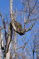 berkshires