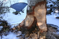 berkshires