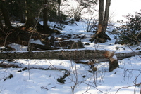 berkshires 
