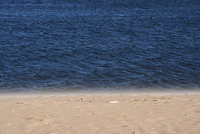 plum island