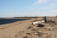 plum island