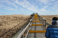 plum island