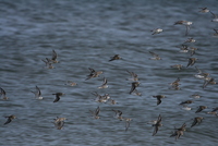 plum island