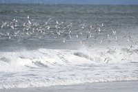 plum island