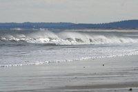 plum island 