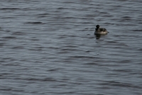 plum island 