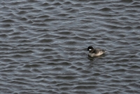 plum island
