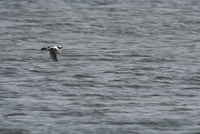 plum island