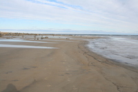 plum island