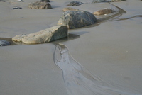 plum island