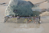 plum island
