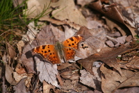 Polygonia