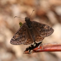 Erynnis horatius