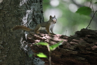 tamiasciurus