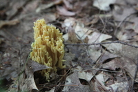 Hericium
