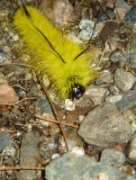 dagger moth